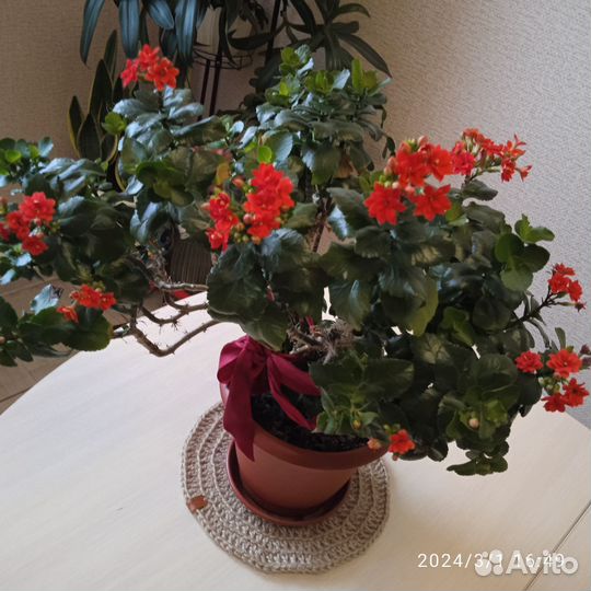 Комнатные растения