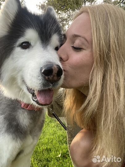 Передержка животных