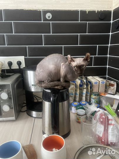 Канадский сфинкс эльф котенок