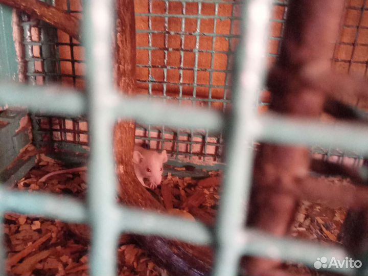 Продаю крыс