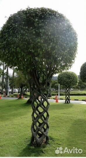 Плетеное дерево из ивы. Одинцово