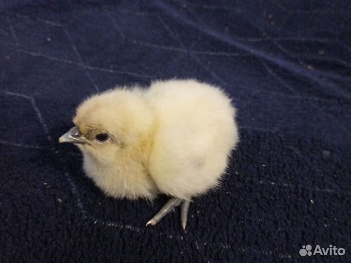 Цыплята ухейилюй