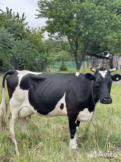Коровы дойные молочные ставропольский край