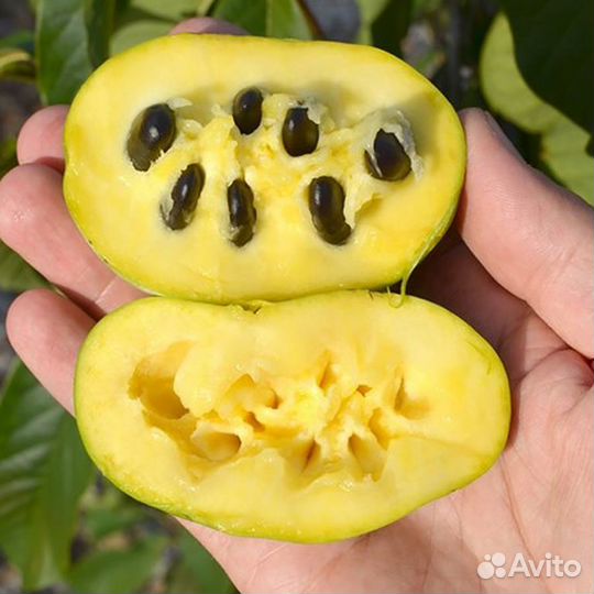 Саженцы азимины, банановое дерево, дерево азимина