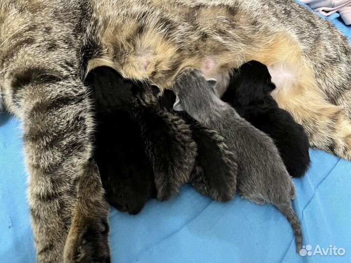 Котята в добрые руки