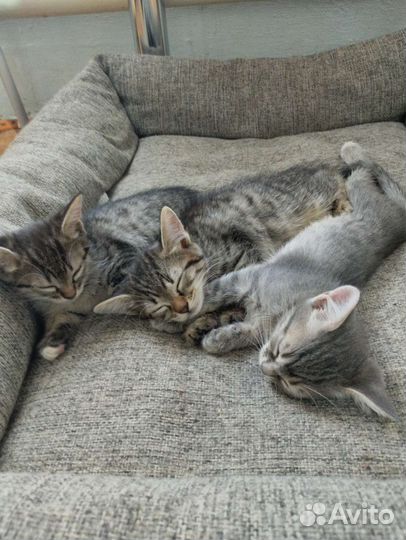 Котята отдам в добрые руки бесплатно