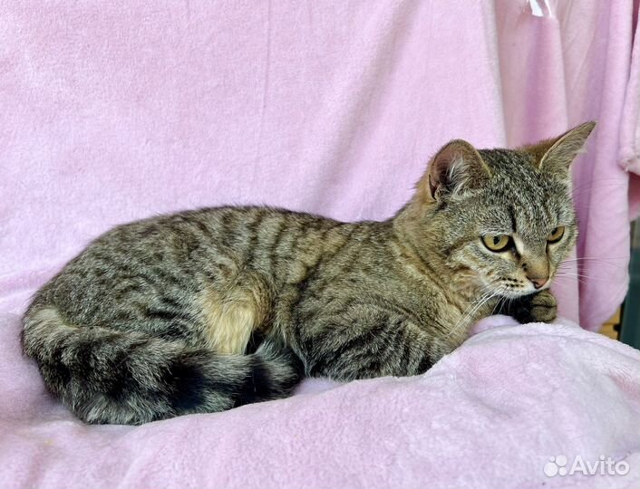 Хома - кот, который делает погоду в доме В дар