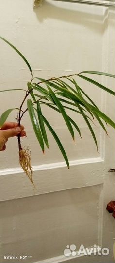 Отводки фикуса Али