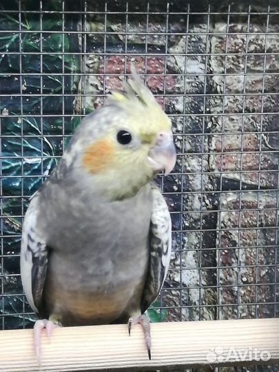Попугай корелла птенцы и клетка