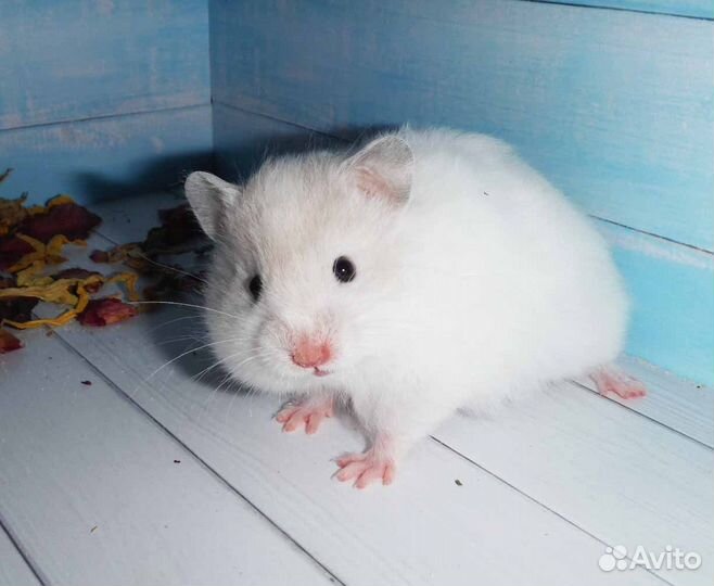 Элитные сирийские хомяки