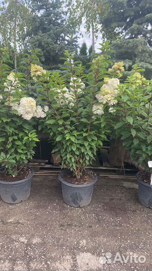 Гортензия в ассортименте