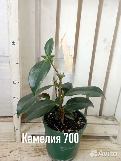 Комнатные цветы растение камелия японская белая