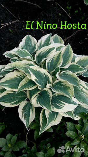 Хосты цветы для сада