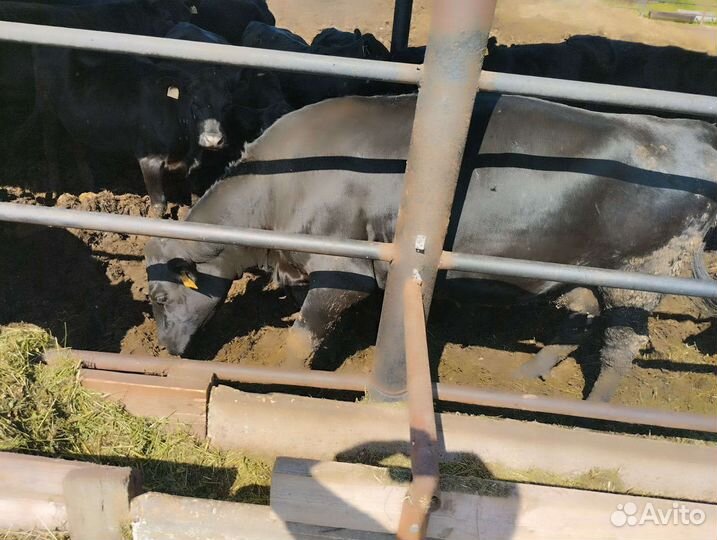 Нетели Абердин-Ангус стельные крыты