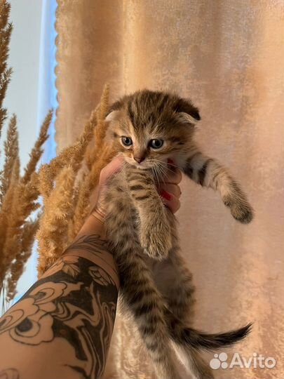 Шотландская