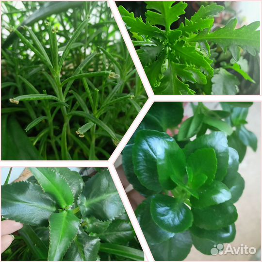 Излишки комнатных растений