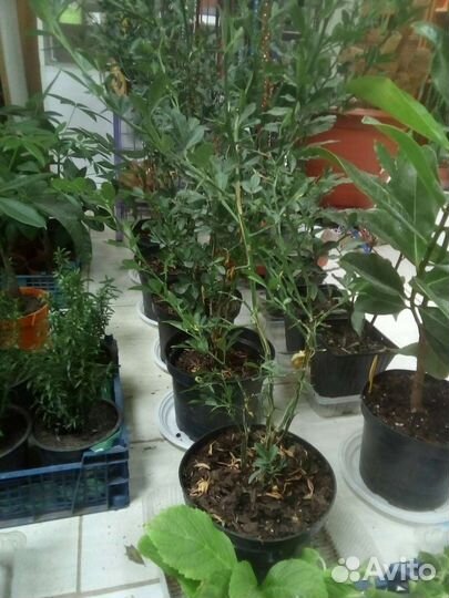 Понцирус Трифолиата