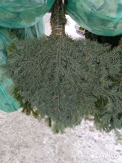 Веники для бани