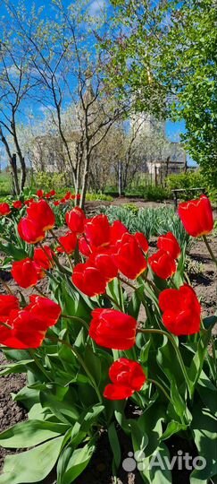 Луковицы тюльпанов