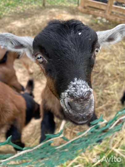 Козлики Нубокомори