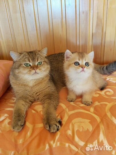 Британская кошечка драгоценного окраса