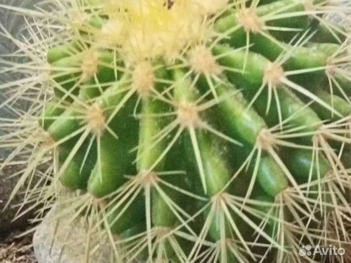 Кактусы и суккуленты