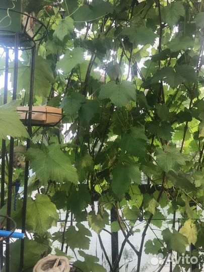 Саженцы винограда Русвен