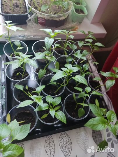 Перец красный сладкий