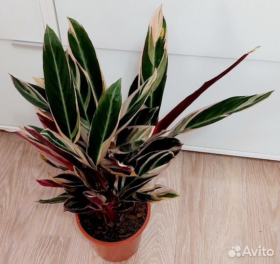 Строманта триостар