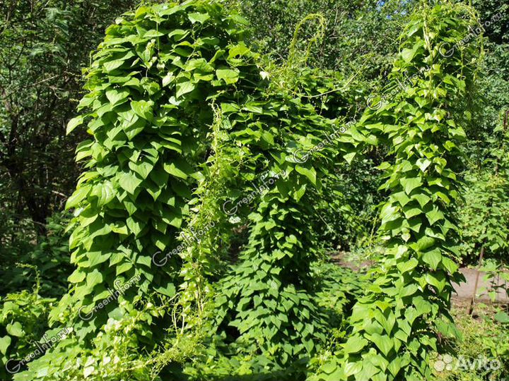 Азимина. Диоскорея. Унаби. Витекс. Расторопша