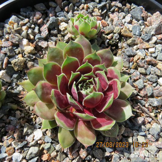 Молодило сортовое