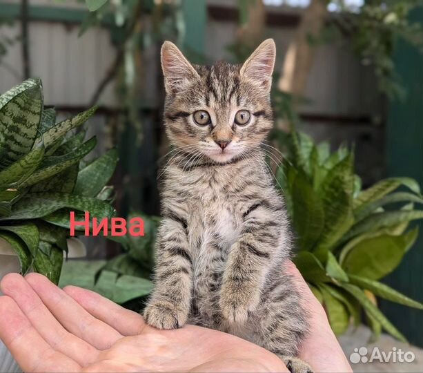 Котята в добрые руки