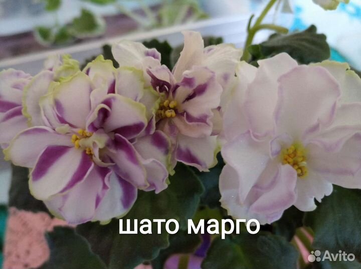 Детки сортовых фиалок. Стартеры