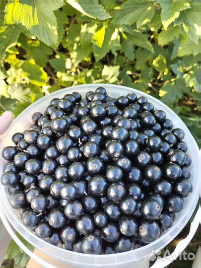 Черная смородина