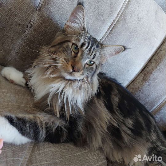 Котята мейн-кун