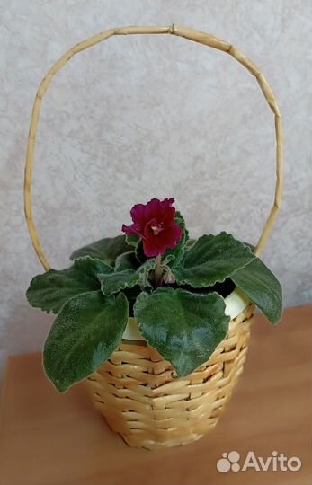 Комнатные цветы цветущие