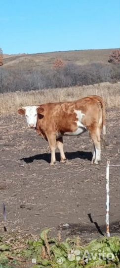 Телка 1.6 года