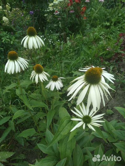 Цветы садовые многолетники