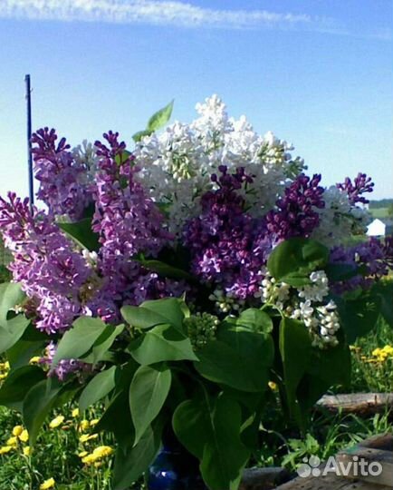 Сирень букет