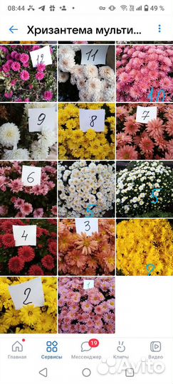Хризантема мультифлора