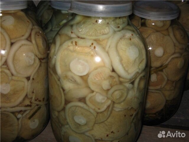 Маринованные грузди фото в банке