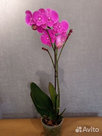 Орхидея фаленопсис