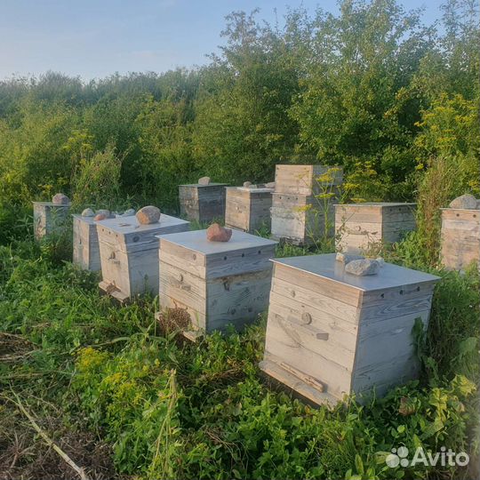 Улей с пчелами дадан