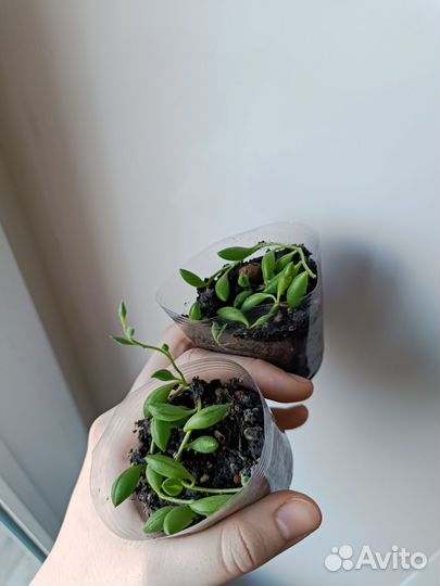 Крестовник Роули и Геррейна