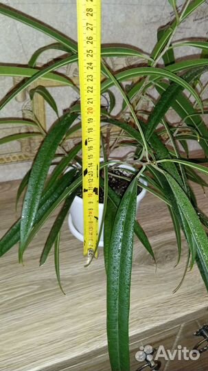 Фикус Али Ивовый Узколистный Разные в горшках