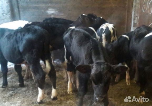 Телята бычки