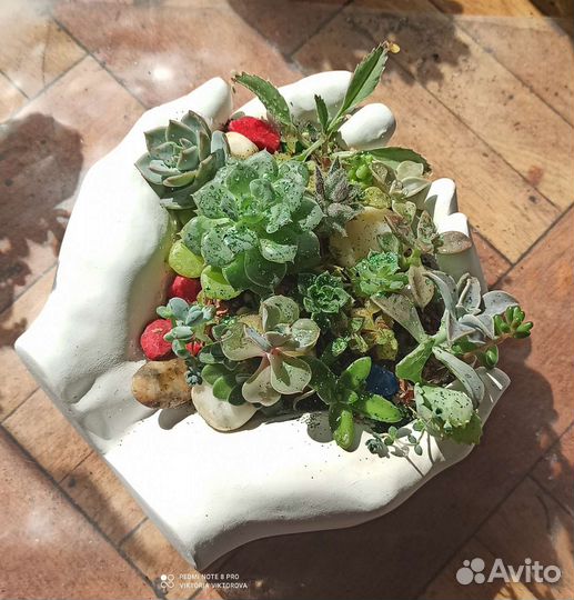 Композиция с суккулентами 