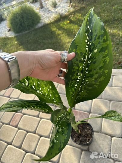 Дифенбахия Шкура дракона