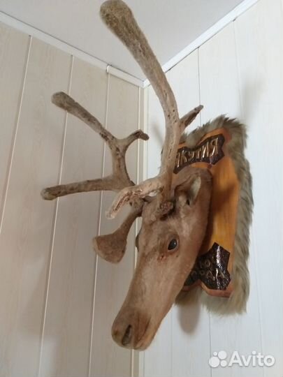 Чучело,рога