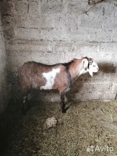 Продам нубийского козла